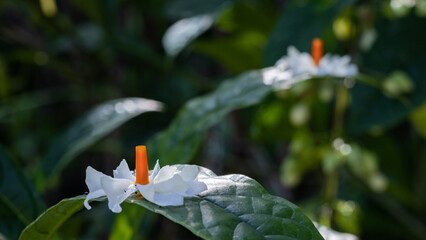 Shiuli or night blooming Jasmine or seri gading fallen on a leaf. This white flower with sweet fragrance is symbolic to Durga puja festival of west bengal.  © suparna