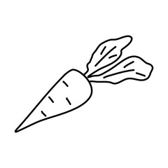 Doodle picture of a carrot. Hand drawn vector illustration.