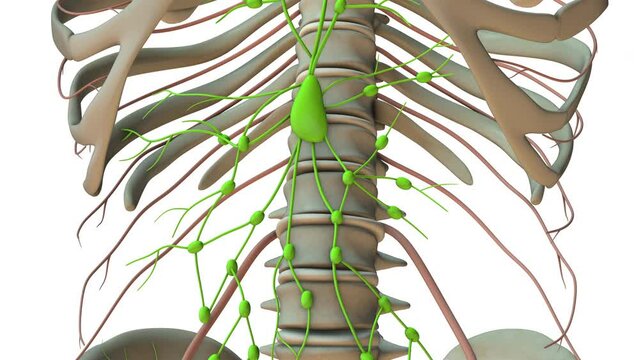 Anatomical Insights into the Human Lymphatic System