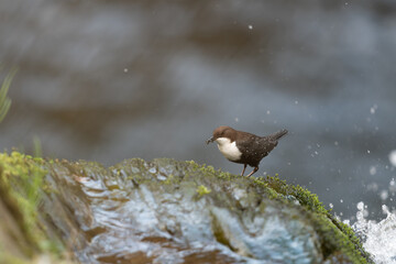 Wasseramsel