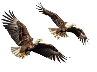 Bald Eagle in various flight positions, isolated on transparent background 