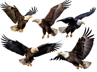Naklejka premium Bald Eagle in various flight positions, isolated on transparent background 