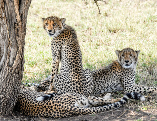 cheetah group