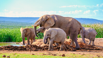 Naklejka na ściany i meble Addo Elephant Park South Africa, Family of Elephants in Addo elephant park, bathing in a water pond, a large group of African Elephants drinking water at a water pond