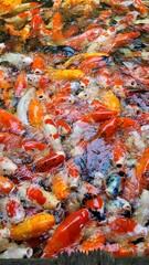 Top view of many colorful fishes moving in the water.