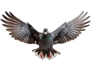 Flying pigeon isolated on transparent background 
