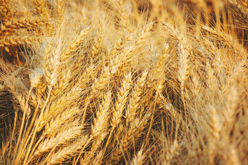 Fototapeta premium Wheat in the field