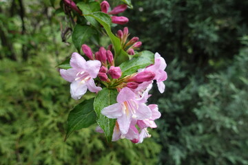 Reproductive buds and flowers of Weigela florida in May