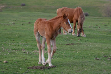 Young horse