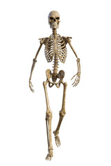 Human skeleton on transparent background, 3d render