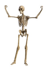 Human skeleton on transparent background, 3d render