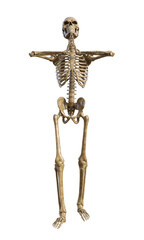 Human skeleton on transparent background, 3d render