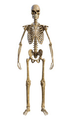 Human skeleton on transparent background, 3d render