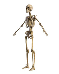 Human skeleton on transparent background, 3d render