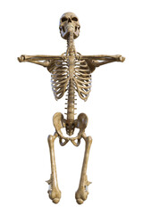 Human skeleton on transparent background, 3d render