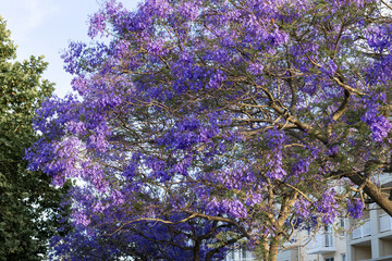 Blooming jacaranda tree with purple flowers.