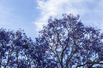 Blooming purple jacaranda and blue sky.