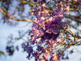 Close-up view of blooming jacaranda flower.