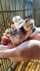 child holding a chicken