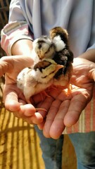 child holding a chicken