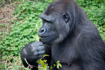 草・植物を食べる横顔のゴリラ