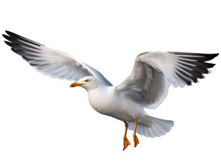 Seagull isolated on transparent background 