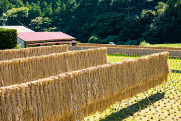 Fototapeta premium 日本の田園風景 収穫の秋