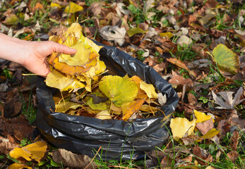 Gardener cleanup and collect fallen leaves in a bag with hands in autumn garden. Autumn leaves are...