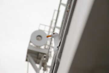 White bird with orange beak on a structure observing its front