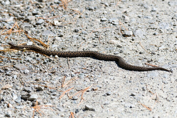 Kreuzotter (Vipera berus) in den Alpen