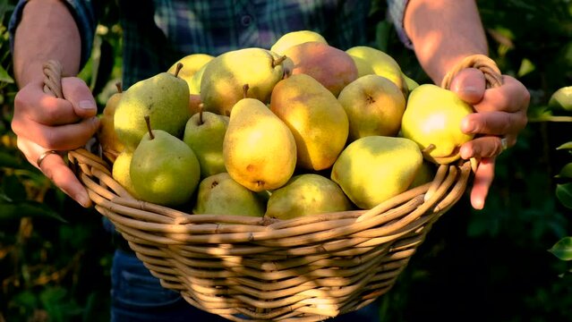Farmer harvesting pears in the garden. Selective focus.