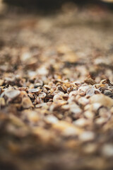 Little seashells on the beach