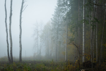 Obraz premium Autumn landscape misty foggy day in Knyszyn Primeval Forest, Poland Europa, early morning, sunrise in misty forest
