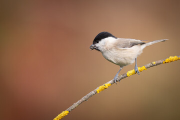 Bird - Marsh tit Poecile palustris perched on branch, winter time Poland Europe	
