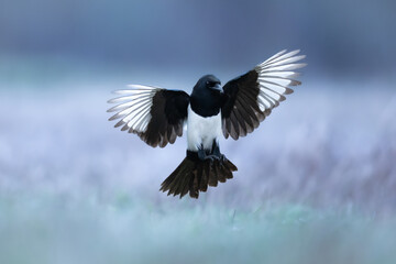 Flying Bird - Eurasian Magpie or Common Magpie or Pica pica on colorful background - obrazy, fototapety, plakaty