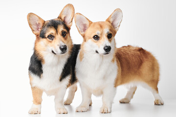 Pembroke Welsh Corgi portrait isolated on white studio background with copy space, family of two purebred dogs