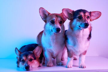 Pembroke Welsh Corgi portrait isolated on white studio background with copy space, family of three purebred dogs