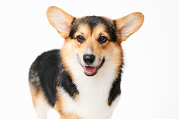 Pembroke Welsh Corgi portrait isolated on white studio background with copy space, purebred dog