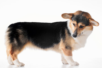 Pembroke Welsh Corgi portrait isolated on white studio background with copy space, purebred dog