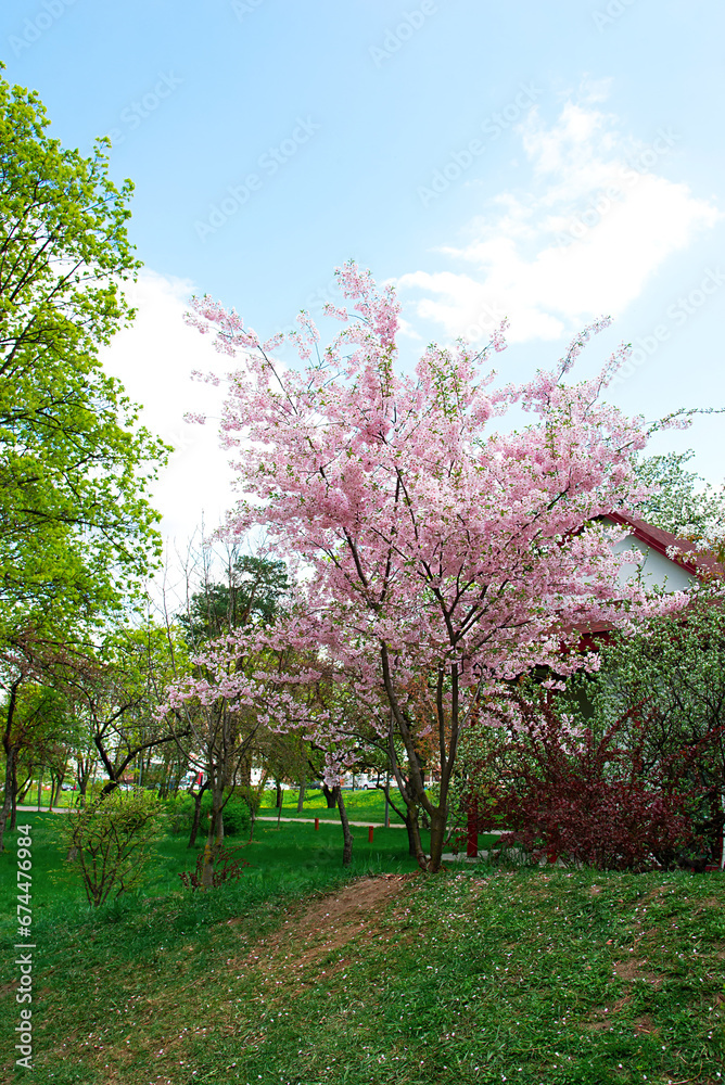 Poster Picturesque park, spring blooming trees, sakura. Spring landscape with trees and blooming cherry flowers	