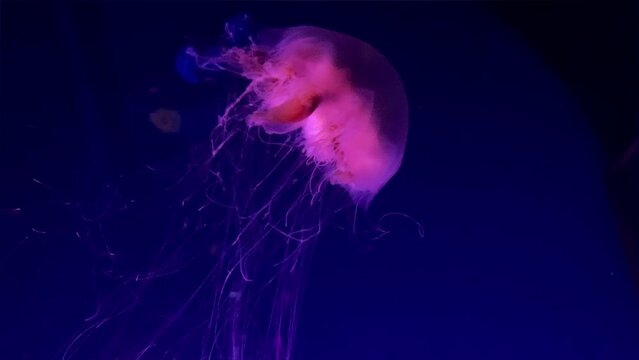 A bright pink fluffy jellyfish