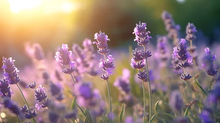 Foto op Canvas Large lavender field at sunset © Dennis