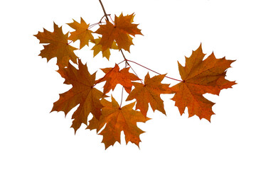 Obraz premium autumn background with yellow, red, brown maple leaves. Branch with colorful autumn foliage. autumntime. fall season. isolated on white background. cut out.