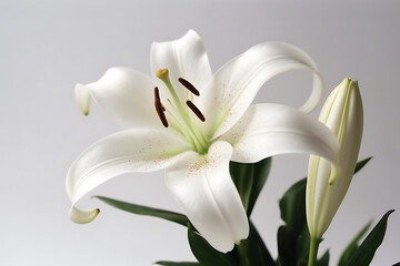 Beautiful blooming lily flower isolated on white
