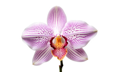 Fototapeta premium Orquídea de cerca en fondo transparente.