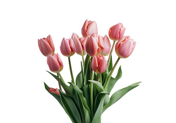 Ramo de tulipanes en fondo transparente.