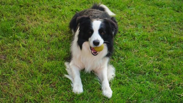 Dog walking. Pet activity. Cute puppy dog border collie holding toy ball in mouth in park outdoor. Happy funny emotional dog wants to playing with owner. Love for pets friendship companion concept