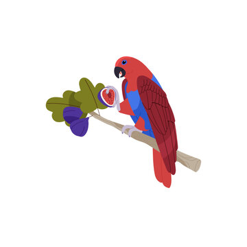 Moluccan Eclectus female. Tropical parrot sitting on tree branch, perch. Exotic bird with red feather holding, eating fig. Rainforest animal, pet. Flat isolated vector illustration on white background