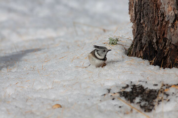 Bird in the wilderness