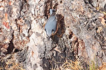 Bird in the wilderness